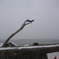 雲雀野海岸雪景