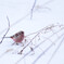 雪の世界に舞い降りた紅の鳥