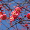 ２月の紅梅