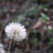 DPP_9556