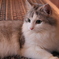 美人ねこ