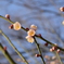 梅の花