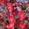 梅の花2