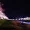 伊豆の夜桜