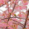 メジロと河津桜