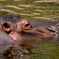 動物園の人気者