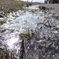 薄氷に緑