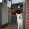 kunikonoinu