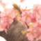 河津桜⑧