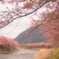 河津桜⑨