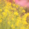 河津桜⑩