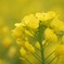 Yellow Wold