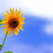 青空と太陽の花