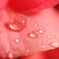 花しずく6