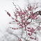 ume