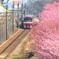 花見列車