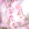 梅の花