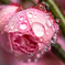 春驟雨
