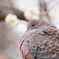 梅と鳩