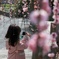 梅を撮る