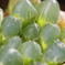 Haworthia pilifera?