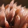 Haworthia leightonii