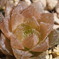 Haworthia bolusii×'Isogani'