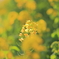 Yellow canvas 