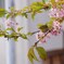 桜＆メジロ