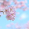 静岡　河津桜　春の訪れ