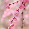 花かんざし