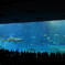美ら海水族館