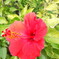 ハイビスカス