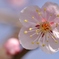 梅花火