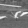 野を駆ける