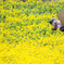 菜の花積み