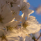夕映えの桜
