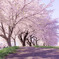 桜並木道