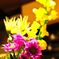 リビングの何の花