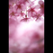 桜三昧5　