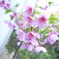 河津桜
