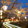 夜桜