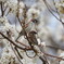 初めての桜はすずさんでした。