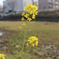 菜の花
