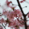 春爛漫