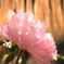 botan
