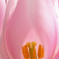 Flower　Candle～最後の輝き