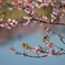 桜月を清流に映して
