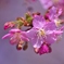 河津桜