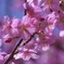 河津桜